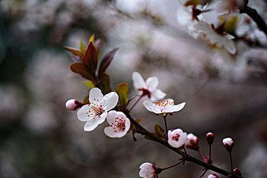 《忍者神龟：战略突击》Steam页面 发售日待定